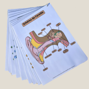 Pack Fiches Anatomie pour auxiliaires de puériculture - Comprendre l’anatomie du nourrisson et de l’enfant avec des fiches détaillées.