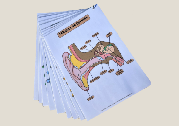 Pack Fiches Anatomie pour auxiliaires de puériculture - Comprendre l’anatomie du nourrisson et de l’enfant avec des fiches détaillées.