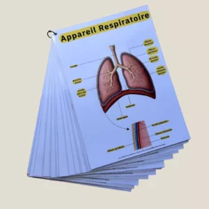 Pack Fiche d’Anatomie – Révision pour Auxiliaire de Puériculture